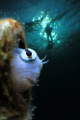 i took this shot whilest the Epson Red Sea Shootout in November 2010. No postprocessing, no double exposure! It s the new Inon Macro/Fisheye lens ;)