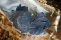 In may the black goby is laying eggs. Then they are much easyer to fotograph. This was a try out fot a Dutch photocontest. The picture was taken in the Grevelingenmeer, a closed sea arm of the Northsea.