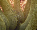Pedersen Shrimp hiding among a cluster of anenomae. Taken with a Nikonos 5 using a 1:2 macro framer. Photo taken on a shore dive from Habitat Curacao in 40'