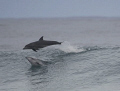 Dolphins visiting us during a surfing competition; they really performed and nearly took first prize in that heat!