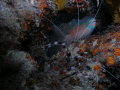 Shrimp and sleeping ParotFish