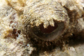 The eye of the Scorpionfish