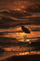 Snowy Egret at Sunset