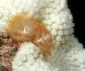 Christmas Tree Tube-worm on bleaching Coral