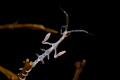 Spooky schrimp, Caprella linearis