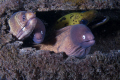 Some eels at a cleaning station inside a piece of bamboo.Out of KBR,Lembeth Straits,Sulawesi Island ,Indonesia .