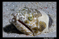 I found this interesting napoleon snake eel during my sunset dive in the sandy bottom of Mabul at 18 meters. Nikon D200 + 60mm Macro with single YS110 Strobe with TTL Converter