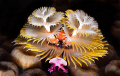 Happy Holidays!
I didn't notice the little crab hanging out in the Christmas Tree worms right away.

