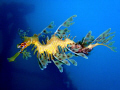 Leafy Sea Dragon taken at the Rapid Bay Jetty on the Fleurieu Peninsula in South Australia. It took 5 dives just to find this guy, but when I did I spent the whole dive with him. You can tell he is a male by the recently hatched egg sacks on his tail