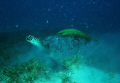 Turtle with ramoras at Marsa Shouny, southern Egyptian Red Sea