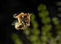 If you thought focusing on pygmies was difficult enough, try a swimming Severn's pygmy seahorse (Hippocampus Severnsi).