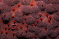 Martian landscape!
A sea cocumber skin looks like an outer planet surface landscape.
Nikon F50, 60 mm MicroNikkor, Ikelite 200 flash, Provia 100 F film
