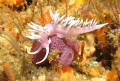 Jason Mirabillis at Barren Arch, Poor Knights Islands. I presume the colour of the nudibranch is from the food they eat. This one's pretty in pink!
Canon A710, Inon D2000