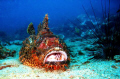 Stone - Fish, Anemon Reef