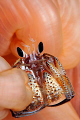 Hermit crab in pink