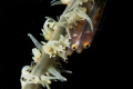 Two wire coral gobies waiting for my next move