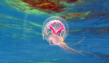 jellyfish--illuminated..