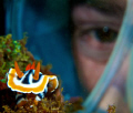 Dive Buddy checking out the Nudi.....