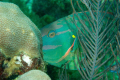 This is a stoplight parrotfish that was cruising by.  It is an interesting shot because he is coming out from behind the vegetation and going behind the rock leaving only his eye visible.  Sometimes, timing is everything.