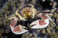 feeding time for crab,nikon d2x 60mm macro