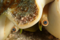 these crazy looking eyes are of a queen conch... it took a while for it to poke its eyes out again when at first it went back into its shell... Nikon D300 105 mm right side D160 strobe only...