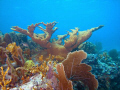 Taken off the coast of Key Largo.  Great shallow diving.  Beautiful coral