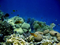 Sea coral&fish-Red sea