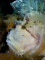 Leaf scorpionfish, taken at the Alam Batu house reef , with Canon G10 and UCL165.