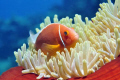 Pink Anemonefish. Nikon D90 in Aquatica housing, 60mm, f8, 1/100, ISO-200, YS-110a strobe.
