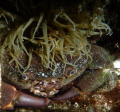 Cool hair!!!
(crab hiding under a sea anenome)