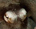 Octopus closeup - Bonaire