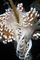 Sakuraeolis gerberina laying eggs.