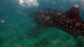 Snorkelling with a whale shark, still from HDR-HC3 video. Taken in open water, Maldives.