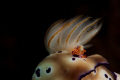 Imperator Shrimp on Nudibranch