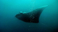 Large (6ft+ span) manta ray spotted near the surface, open water, Maldives. Still from HDR-HC3 video.
