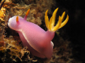Hypselodoris Bullokii at night. Canon G10 w/Ikelite DS160 and double stacked Inon UCL-165M67