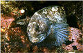 Сatfish
