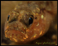 A Goby from Oslofjord Norway