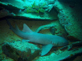 2m long nurse shark resting at the bottom of the Hema, Grenada, WI. Taken with a Canon G9 in Canon housing.