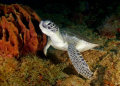 Green Sea Turtle Fliendly Clos up @ Aguadilla PR