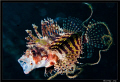 Lion fish