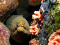 Moray eel near the Wolf isl. Galapagos