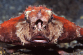 Polka Dot Batfish displaying it's lure completely