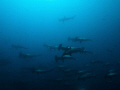 Hammerheads.