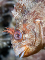 Tompot Blenny photographed on The Mulberries
Fujifilm S5 Pro, 60mm lens.