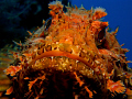 Scorpaena scrofa