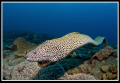 Honeycomb moray