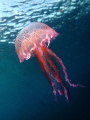 Jellyfish - Nikon D70, 14mm Lens