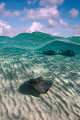 Southern Stingrays cruising over a shallow sand bar to the North of Grand Cayman.  The split is part photoshop manipulated to correct some dome splashing in the heavy swell.