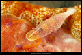 periclimenes imperator